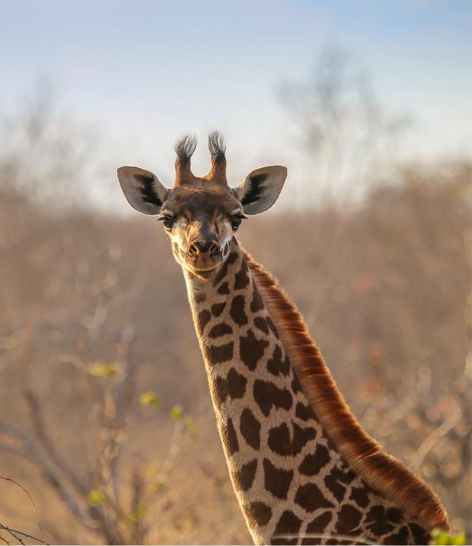 Giraffe sighting on African Safari